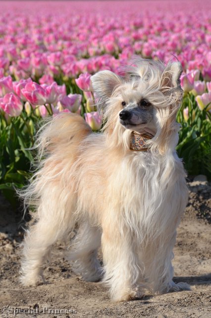 Elphaba in de tulpenvelden